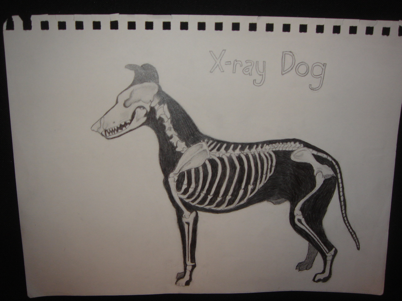 pencil on paper (circa 2006)